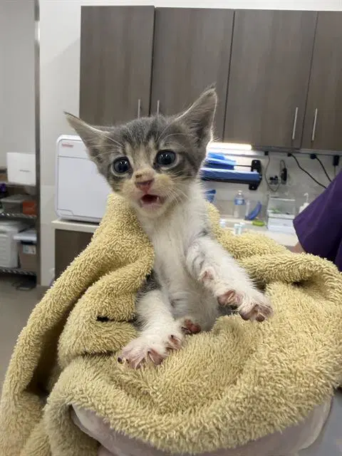 Halo - Domestic Short Hair