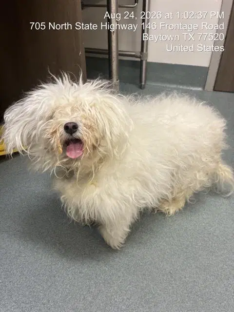 Cricket - Maltese