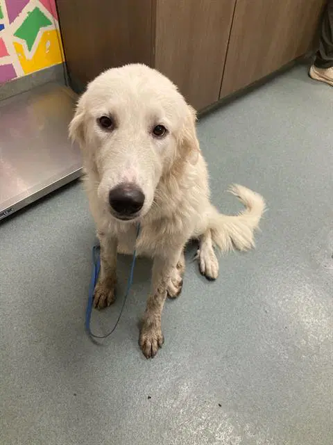 Milly - Great Pyrenees