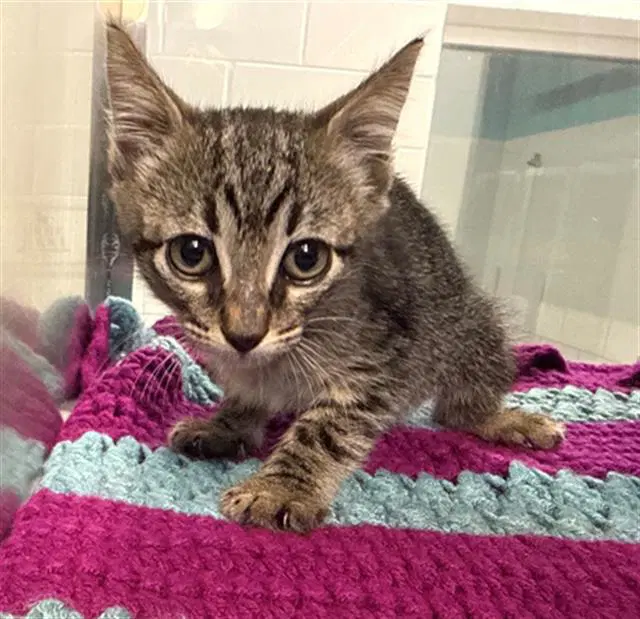 Hazel - Domestic Short Hair
