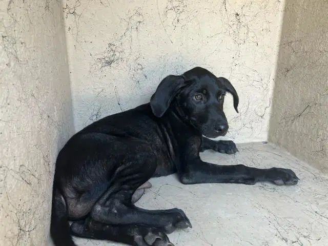 Atticus - Labrador Retriever
