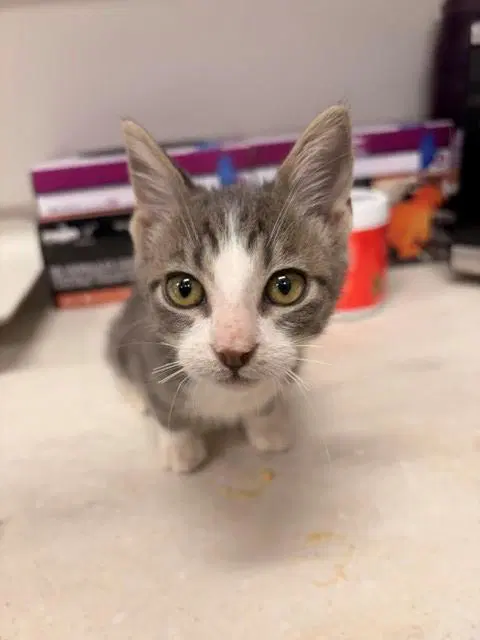Kenny - Domestic Medium Hair