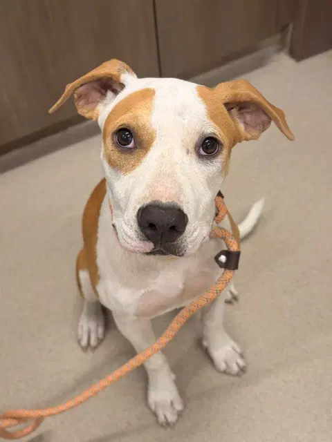 Jolene - Pit Bull Terrier