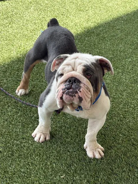 Mr Hippo - English Bulldog