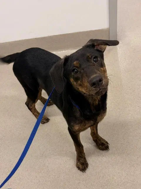 Joob Joob - Plott Hound
