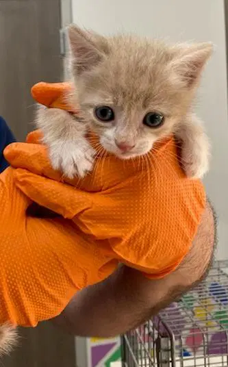 Egg - Domestic Short Hair