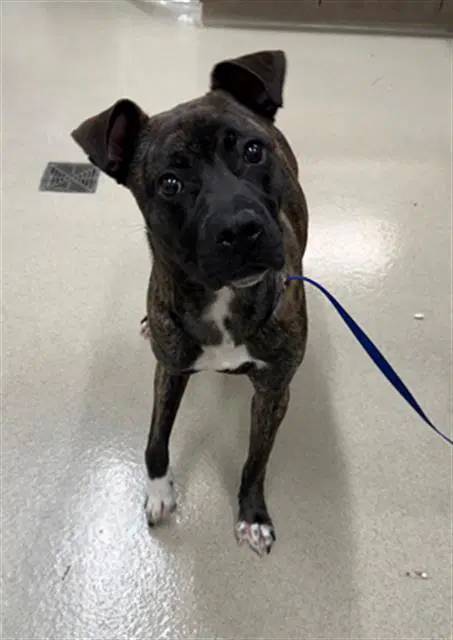 Fairy Bloom - Pit Bull Terrier