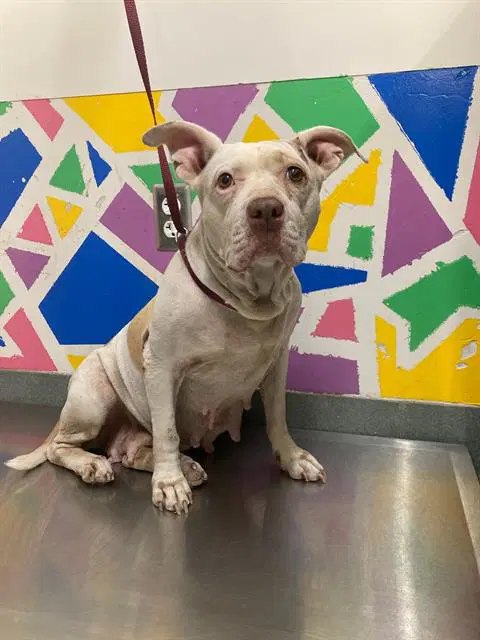 Ella - Pit Bull Terrier