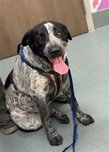 Sally - Australian Cattle Dog/Blue Heeler
