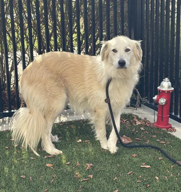 Willow - Great Pyrenees