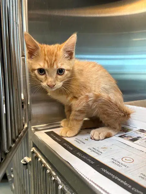 Toast - Domestic Short Hair