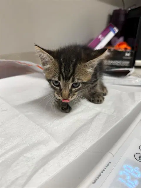 Husk - Domestic Short Hair