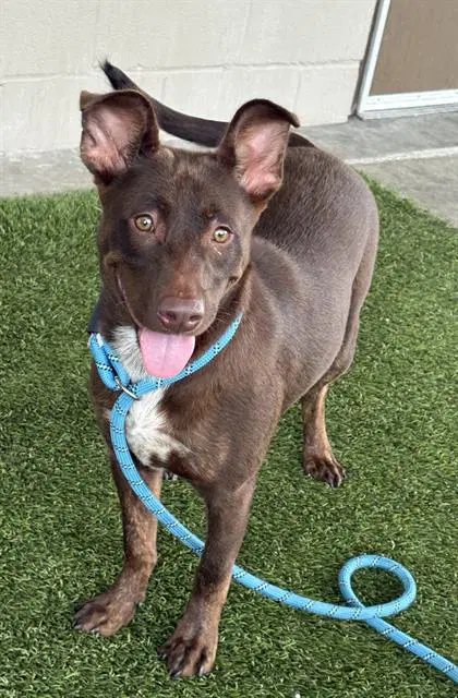 Harting - Australian Kelpie
