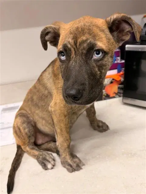 Stormy - Pit Bull Terrier