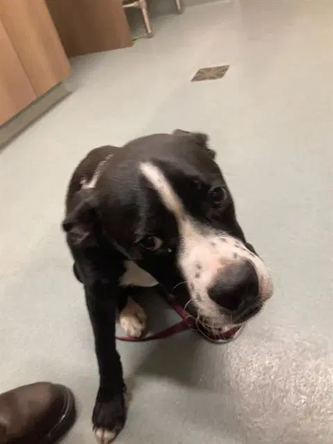 Franklin - Boxer