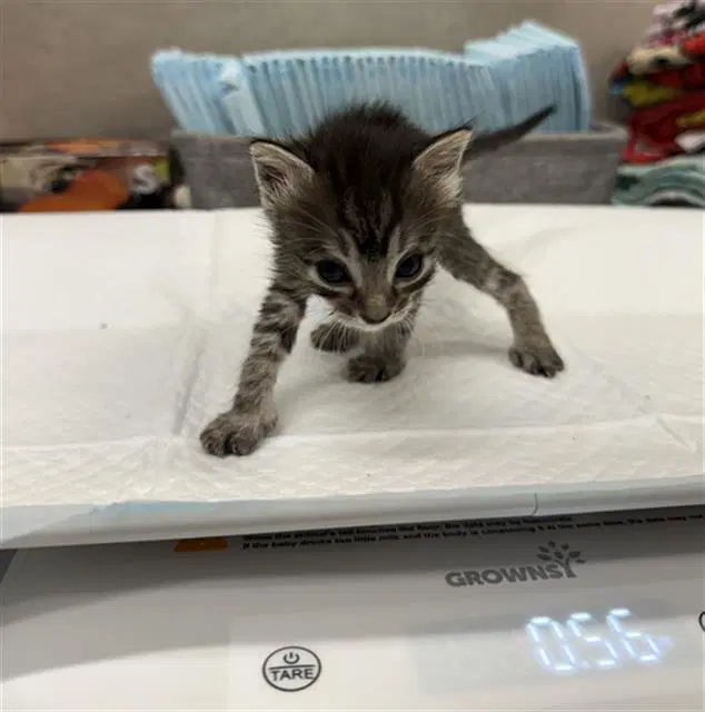 Peach - Domestic Short Hair