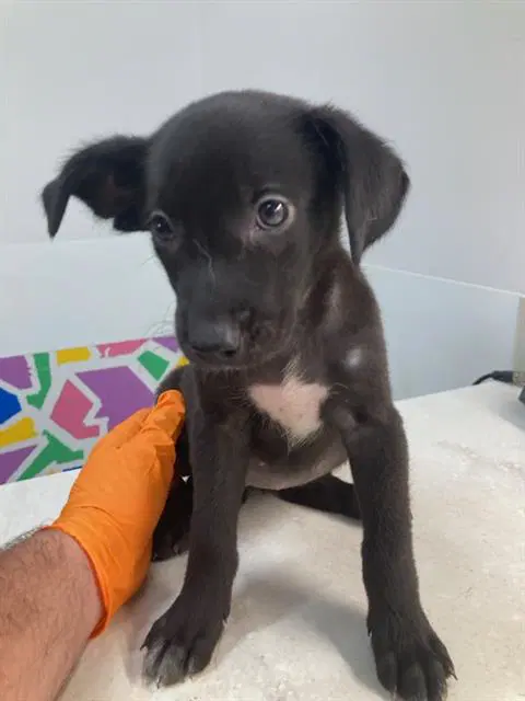 Dot - Labrador Retriever