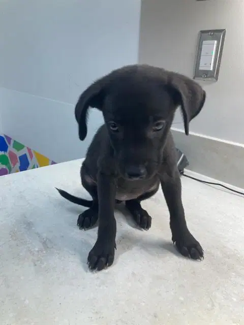 Frankie - Labrador Retriever