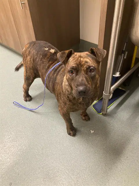 Minnie - Pit Bull Terrier