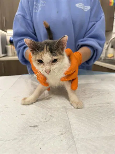 Riot - Domestic Short Hair