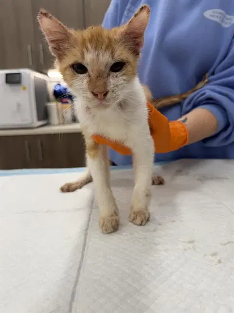 Ransom - Domestic Short Hair