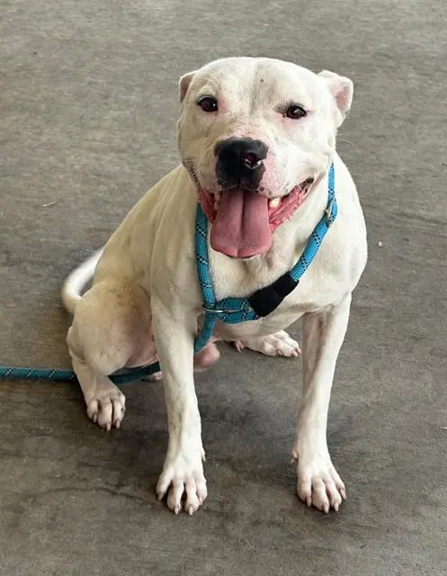 Rip - Pit Bull Terrier