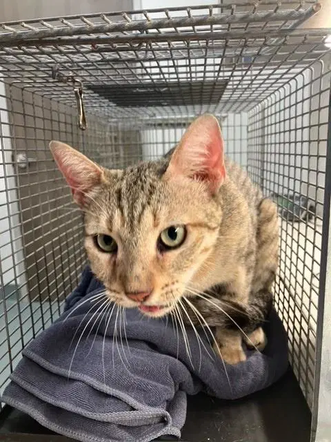 Juniper - Domestic Short Hair