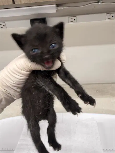Sega - Domestic Short Hair