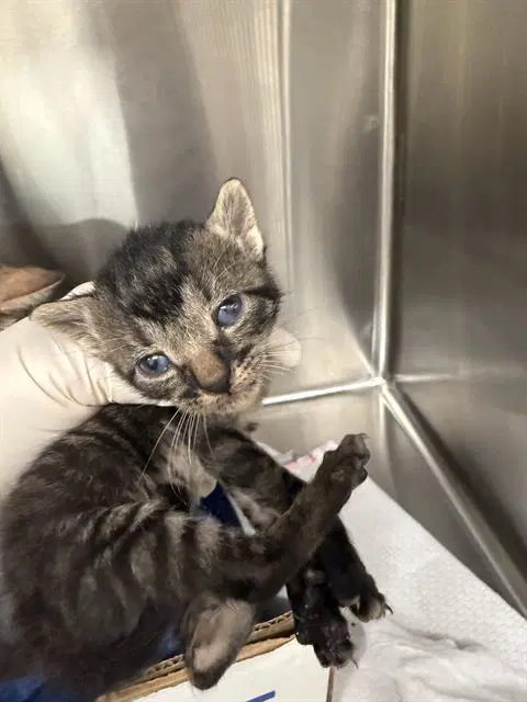Slinky - Domestic Short Hair