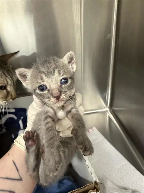 Barbie - Domestic Short Hair