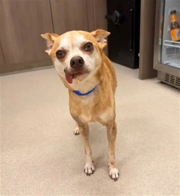 Sina - Chihuahua