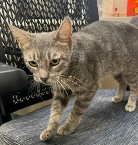 Rain - Domestic Short Hair