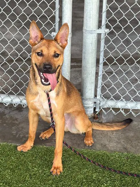 Wabi - Black Mouth Cur