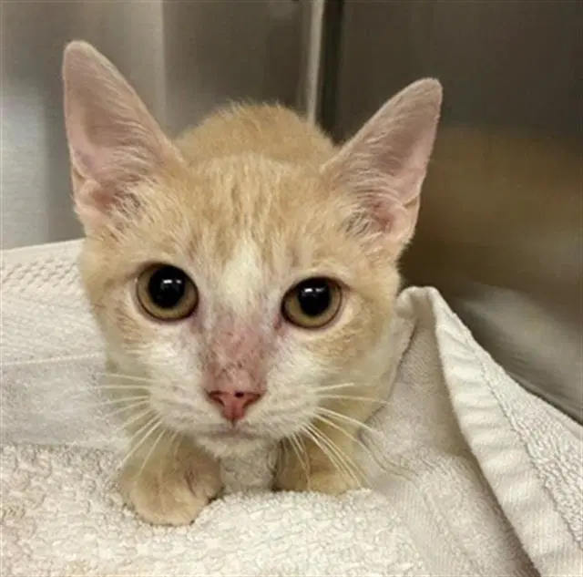 Travis - Domestic Short Hair