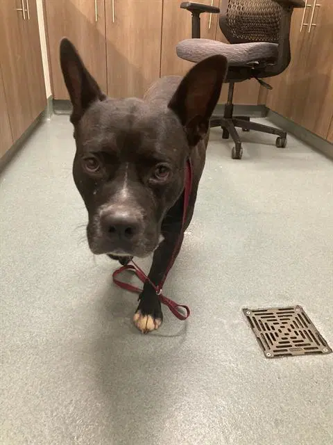 Barry - Pit Bull Terrier