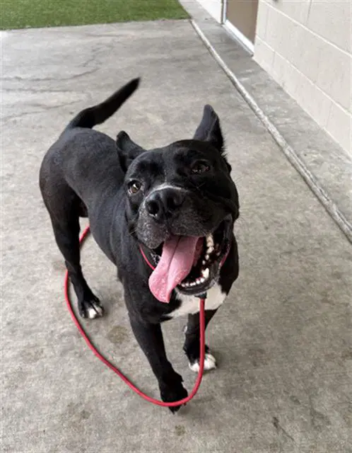 Barry - Pit Bull Terrier