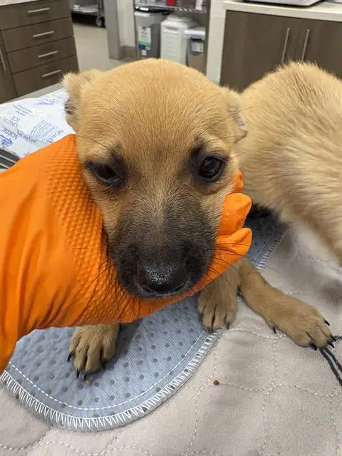 Choco - Chihuahua