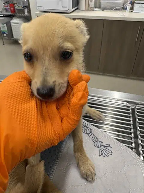 Moco - Chihuahua