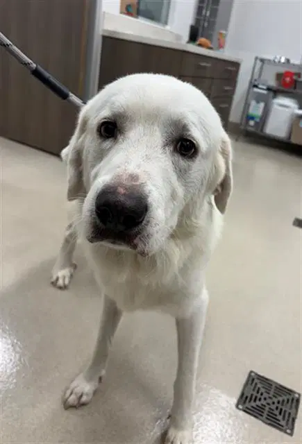 Marshall - Great Pyrenees
