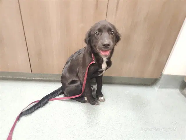 Magic - Labrador Retriever