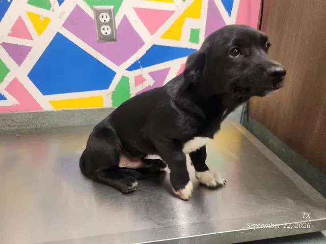 Bird - Labrador Retriever