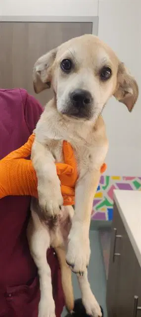 Pippen - Labrador Retriever