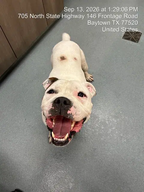 Blueberry - Pit Bull Terrier