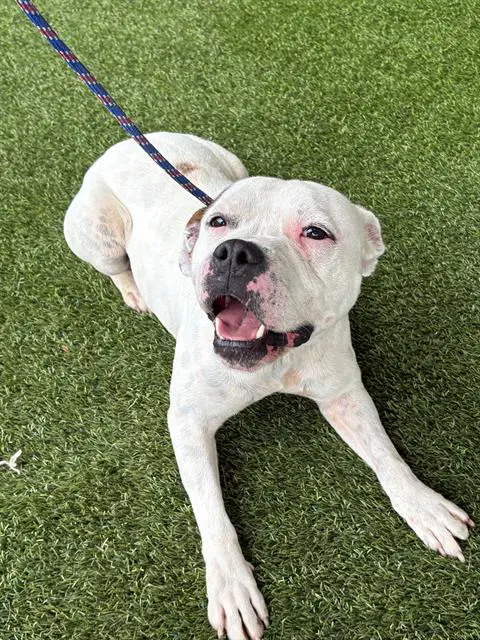 Blueberry - Pit Bull Terrier