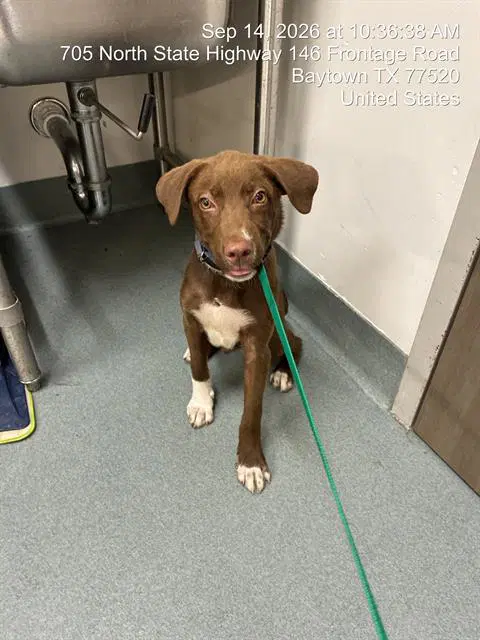 Gumball - Labrador Retriever