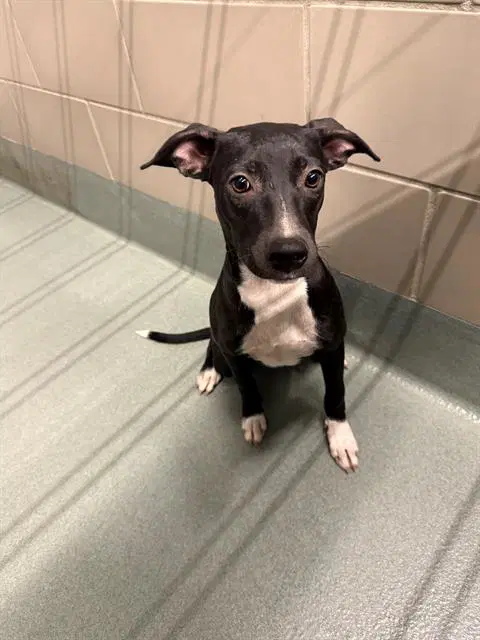 Lillypad - Whippet