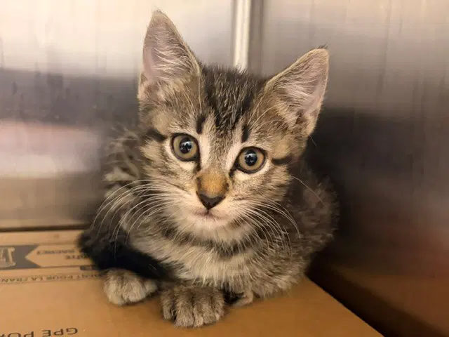 Chloe - Domestic Short Hair