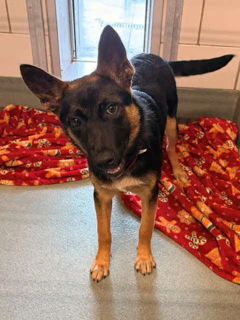 Jellybean - German Shepherd Dog