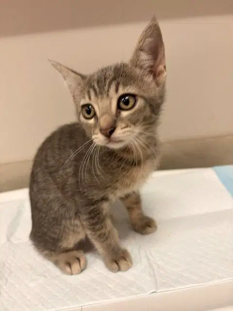 Ladybug - Domestic Short Hair
