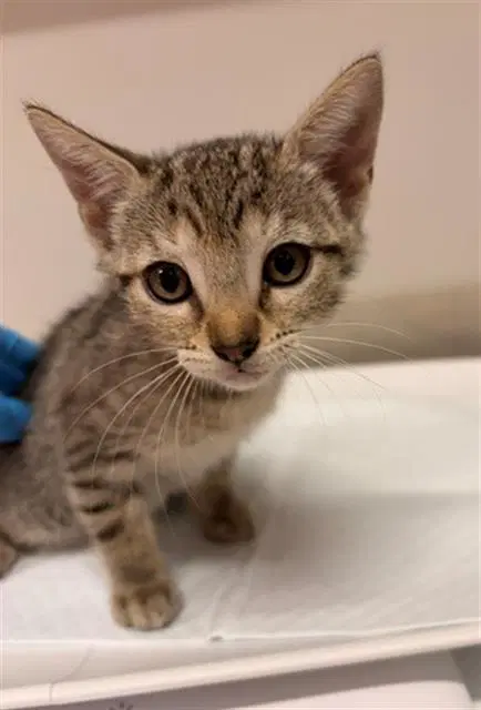 Cricket - Domestic Short Hair